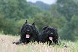 BOUVIER DES FLANDRES 402